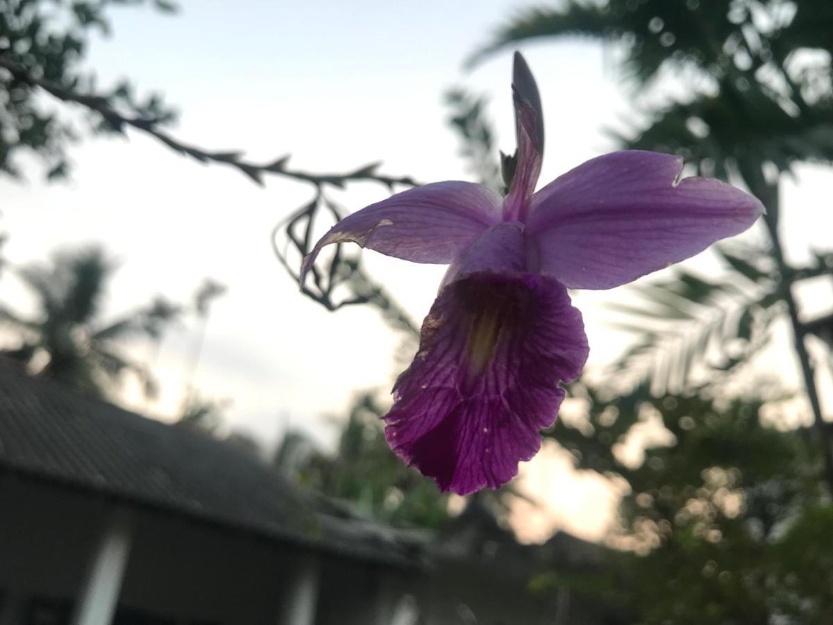 Jilan Homestay Bentota Eksteriør billede